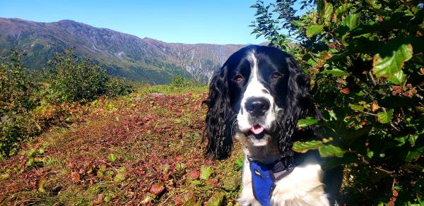 /images/uploads/juneau animal rescue/alaskapets2020/entries/14890thumb.jpg